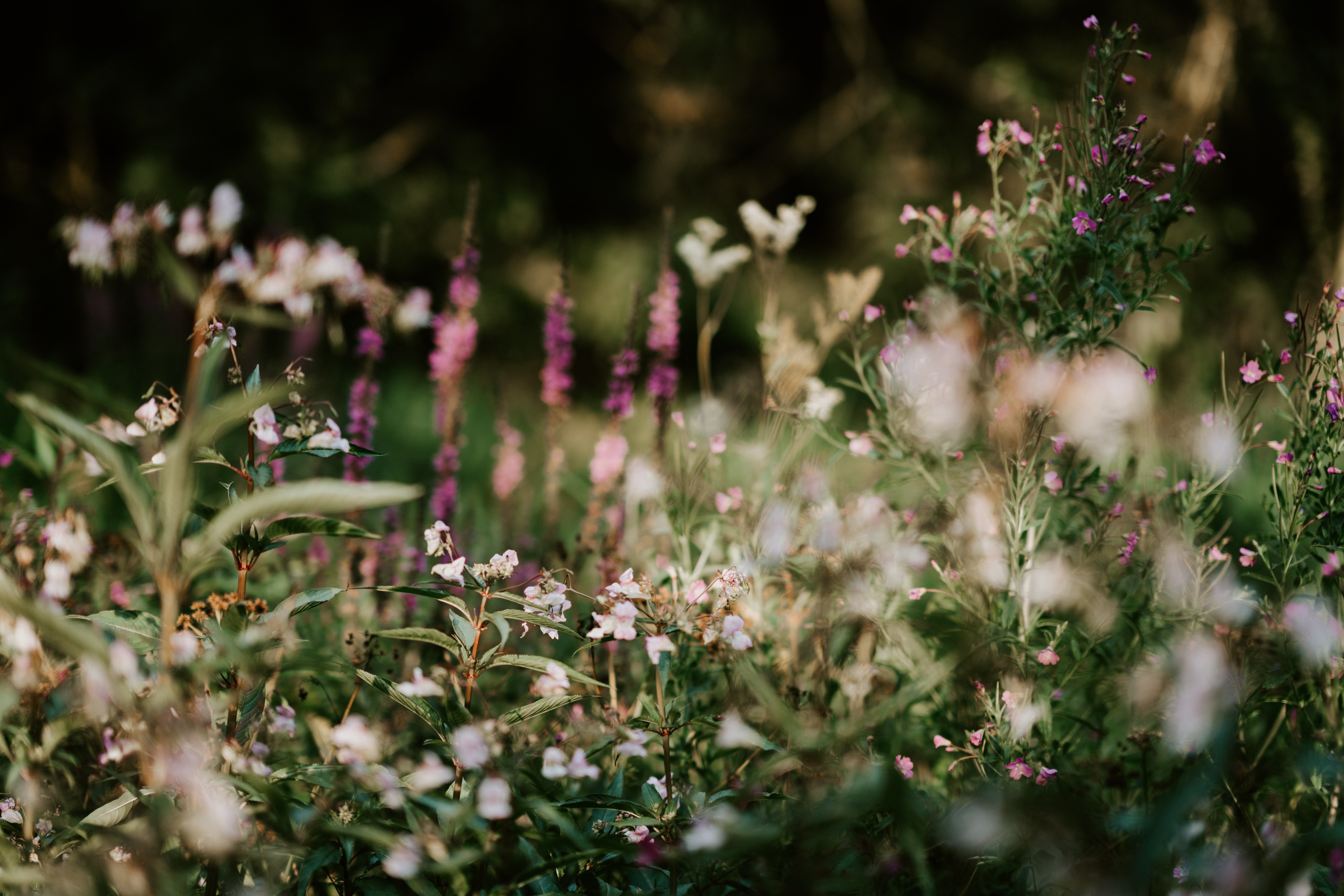 Photo courtesy of Annie Spratt on unsplash